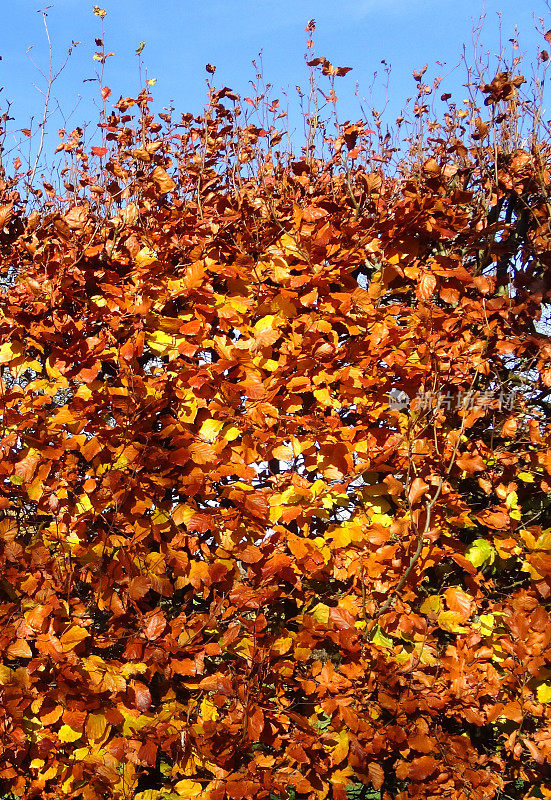 山毛榉树篱，枯黄的秋叶/秋色